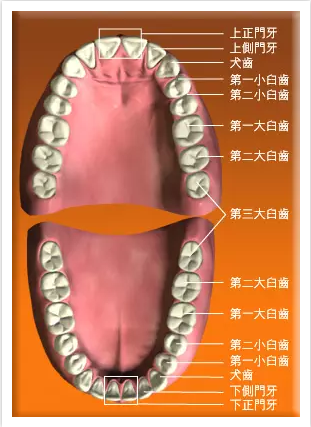 牙齿位置,角度,方向,脸型,及牙齿杂乱的程度作全方考量▲ d)拔牙部位