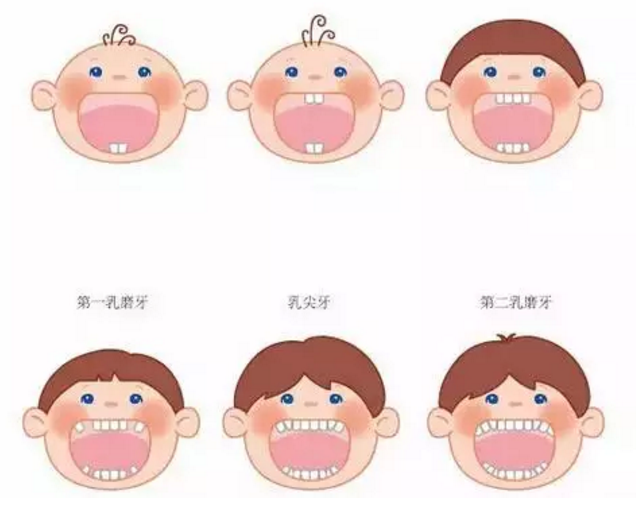 换牙是乳牙脱落,恒牙长出的过程.